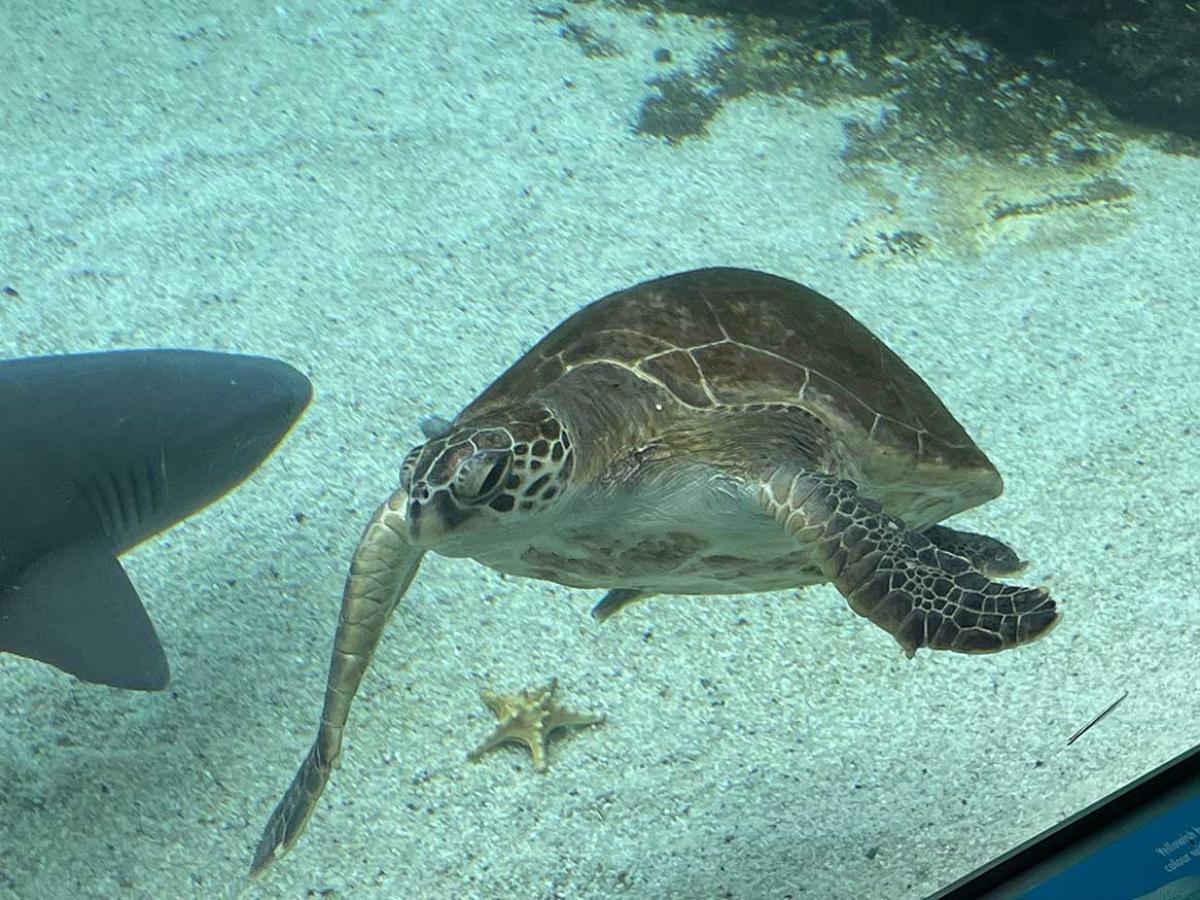 A turtle and shark in an aquarium exhibit
